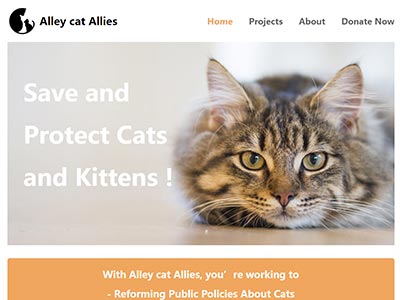 EN英文留学生动物宠物猫html网页设计制作模板源码