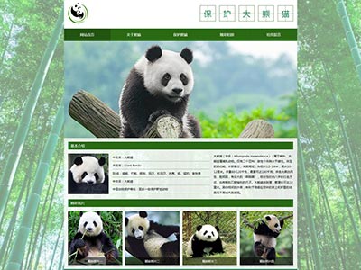 大熊猫动物主题html学生web期末网页作业模板源码
