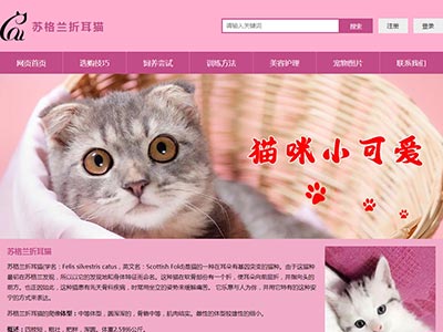 苏格兰折耳猫html静态网页制作包括注册登陆表单